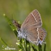 lue-spot Hairstreak