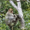 Macaque berbère