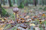 Macrolepiota procera