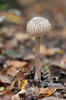 Macrolepiota procera