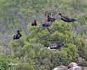 Magnificent Frigatebird