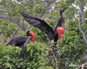 Magnificent Frigatebird