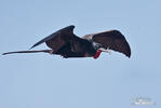 Magnificent Frigatebird