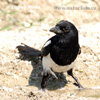 Magpie