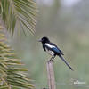 Magpie