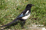 Magpie erasia