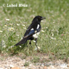 Magpie erasia