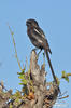 Magpie Shrike