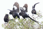 Magpie Shrike