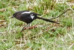 Magpie Shrike