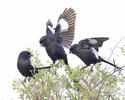 Magpie Shrike