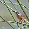 Malachite Kingfisher