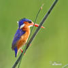 Malachite Kingfisher