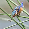 Malachite Kingfisher