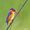 Malachite Kingfisher