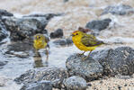 Mangrove Warbler