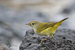 Mangrove Warbler