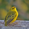 Mangrove Warbler