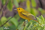 Mangrove Warbler