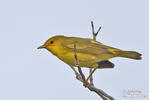 Mangrove Warbler