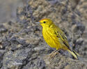 Mangrove Warbler