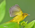 Mangrove Warbler