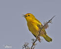 Mangrove Warbler