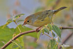 Mangrove Warbler