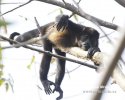 Mantled howler monkey