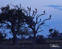 Marabou Stork