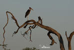 Marabou Stork