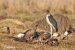 Marabou Stork