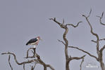 Marabou Stork