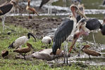 Marabou Stork