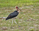 Marabou Stork