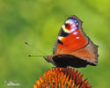 Mariposa pavo real