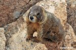 Marmotta dal ventre giallo