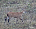 Marsh Deer