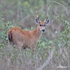 Marsh Deer