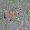 Marsh Deer