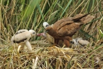 Marsh Harrier