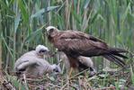 Marsh Harrier