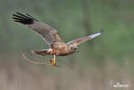 Marsh Harrier