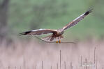 Marsh Harrier