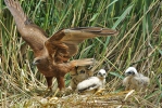 Marsh Harrier