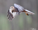 Marsh Harrier