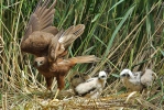 Marsh Harrier