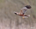 Marsh Harrier