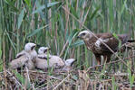 Marsh Harrier