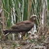 Marsh Harrier